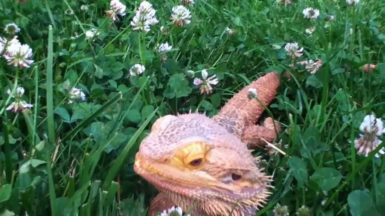 Bearded dragon eating cloversSpike Barr YouTube