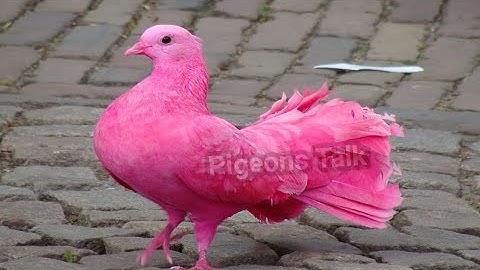 Top 10 gorgeous most beautiful pigeon |beautiful pigeon in the world