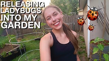 Tips On Releasing Ladybugs In Your Garden 🐞
