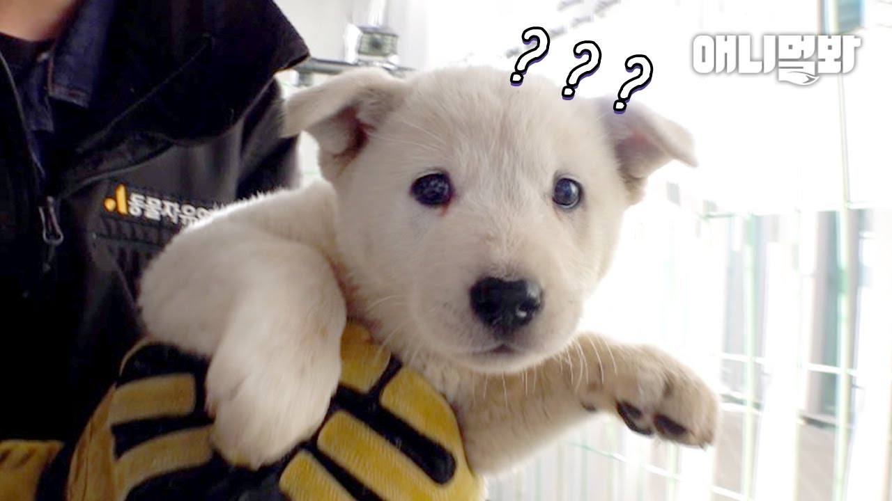 제 새끼들을 한꺼번에 잃어버린 어미개.. 두번째 출산 후 일어난 일ㅣDog that lost all her pups at