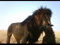 ► LIONS KILLING AND EATING HYENA - REALLY WILD ANIMALS | HD