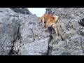 岩壁に近づくと登らずにはいられないカナダの登山犬。【カナダ海外生活の柴犬】