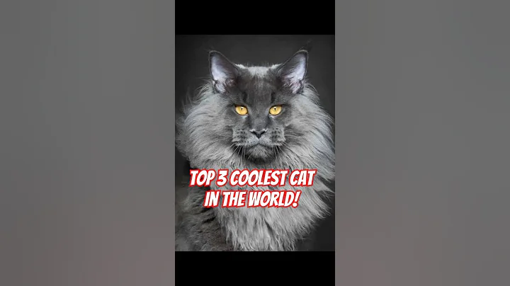 Video 8964211: mainecoon persiancat cats, persiancat bengalcat, persiancat cats catlover, cat adoption