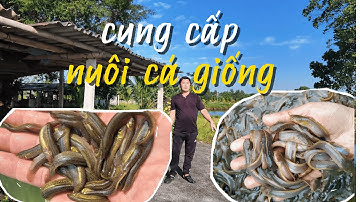Cơ sở chuyên cá giống nước ngọt khu vực miền bắc @trại-giống-hà-nam