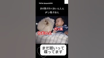癒し‼️眠い犬とガン見してる赤ちゃんに癒される　#犬　#赤ちゃん　#かわいい #犬のいる暮らし #癒し