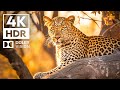 Amazing dolby vision 4kr  with cinematic sound colorful animal life
