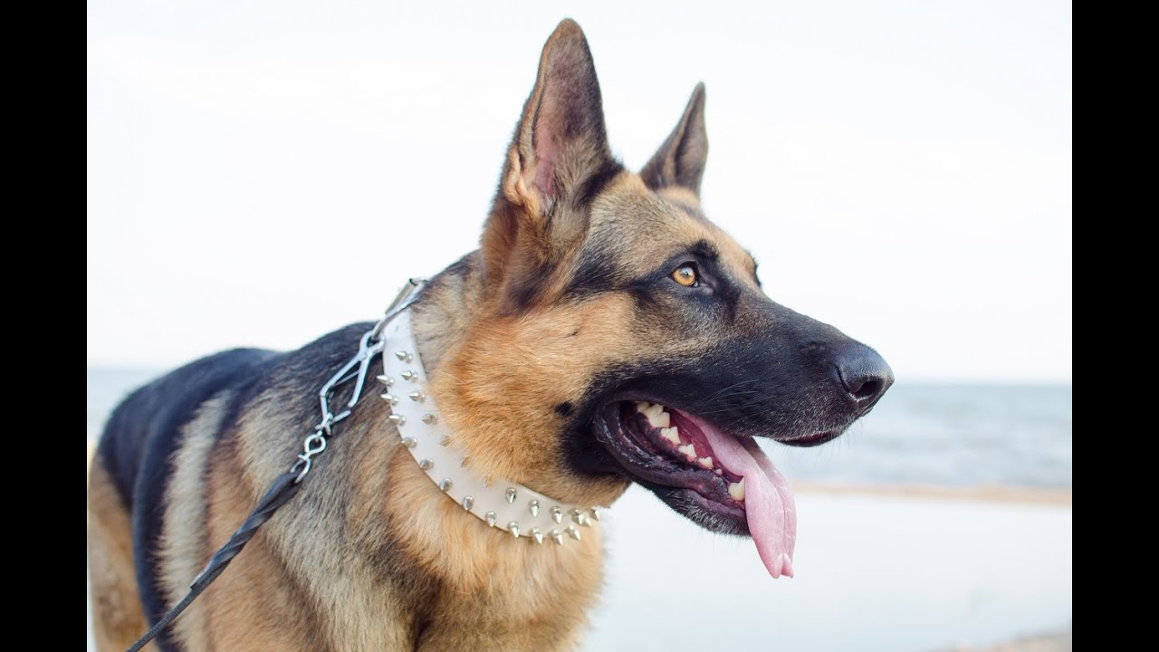 What Is The Best Prong Collar For Dogs What Is The Best Prong Collar For Dogs