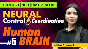 Neural Control & Coordination I NEET 2026 I NEET 2027 I Class 11th I NEET BIOLOGY I NCERT✌️360 Bio✌️
