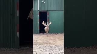 Now this is a STUD! #viralvideo #viralshort