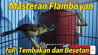 SUARA BURUNG FLAMBOYAN GACOR DURASI PANJANG😱‼️Masteran Flamboyan full Tembakan dan Besetan