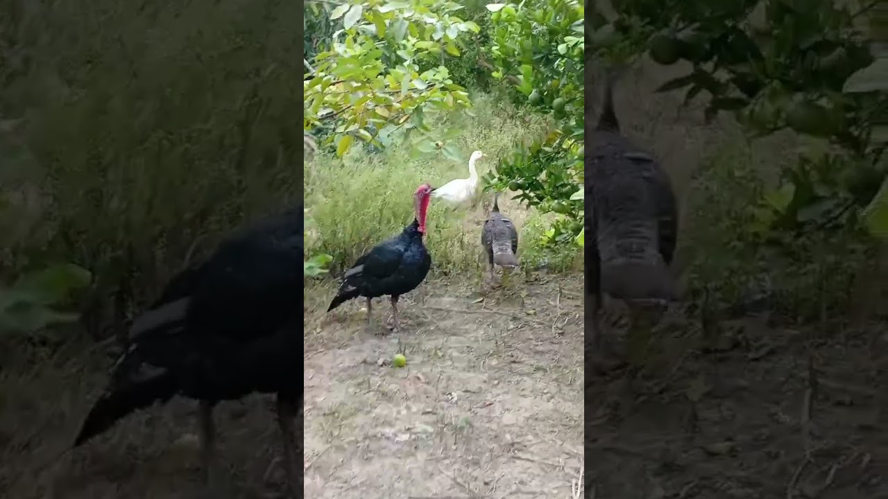 beautiful farm scene