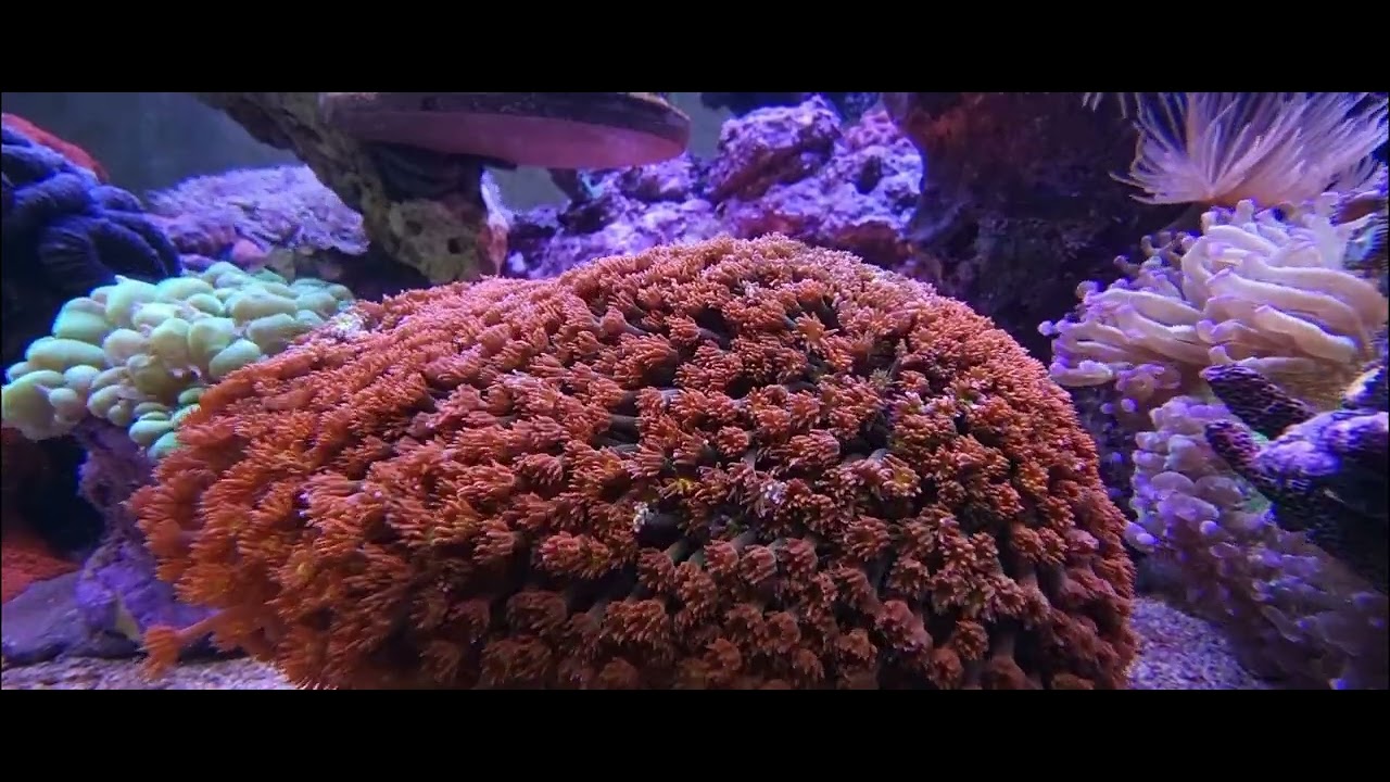 Strawberry Fields Bernardpora Coral