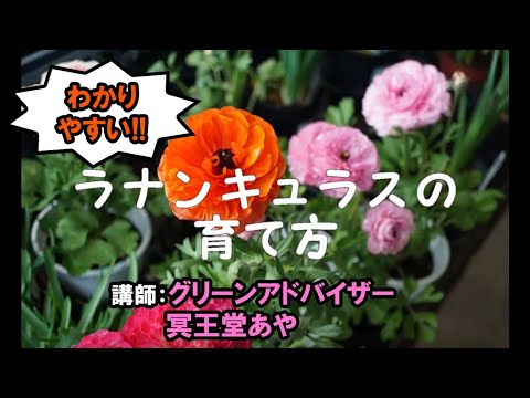 ラナンキュラスの球根の植え方 ガーデニング 趣味時間