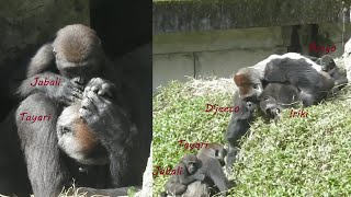 Gorilla Tayari Iriki Conflict. Ringo pull dad. Jabali helps mom grooming 2023-1-8 1045-1158