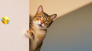 🐈😹 Funny Dog And Cat Videos 😆🐶 Best Funny Animal Videos # 6