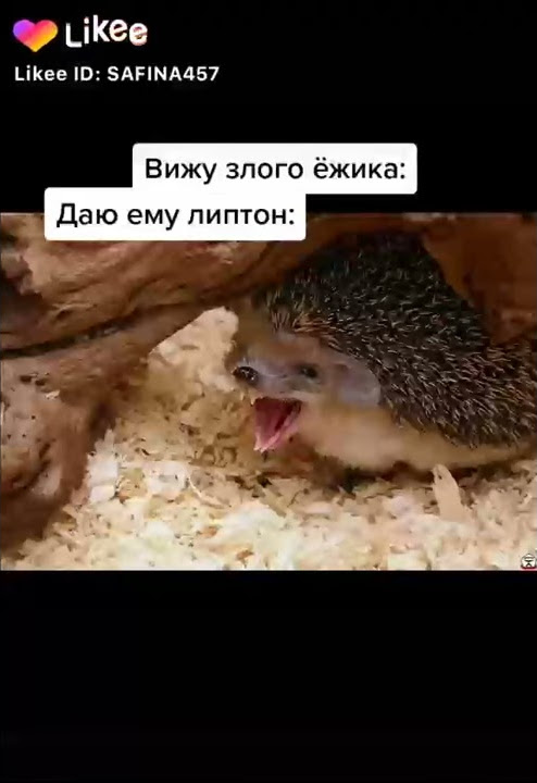 Злой ёжик - YouTube