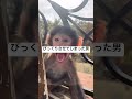 サルの駆除方法が独特すぎる男#shorts