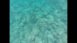 Sea Turtle getting a Back scrub at Electric Beach.