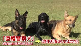 捜査現場の最前線で活躍“新入り警察犬”の訓練に密着　スーパーJにいがた12月6日OA