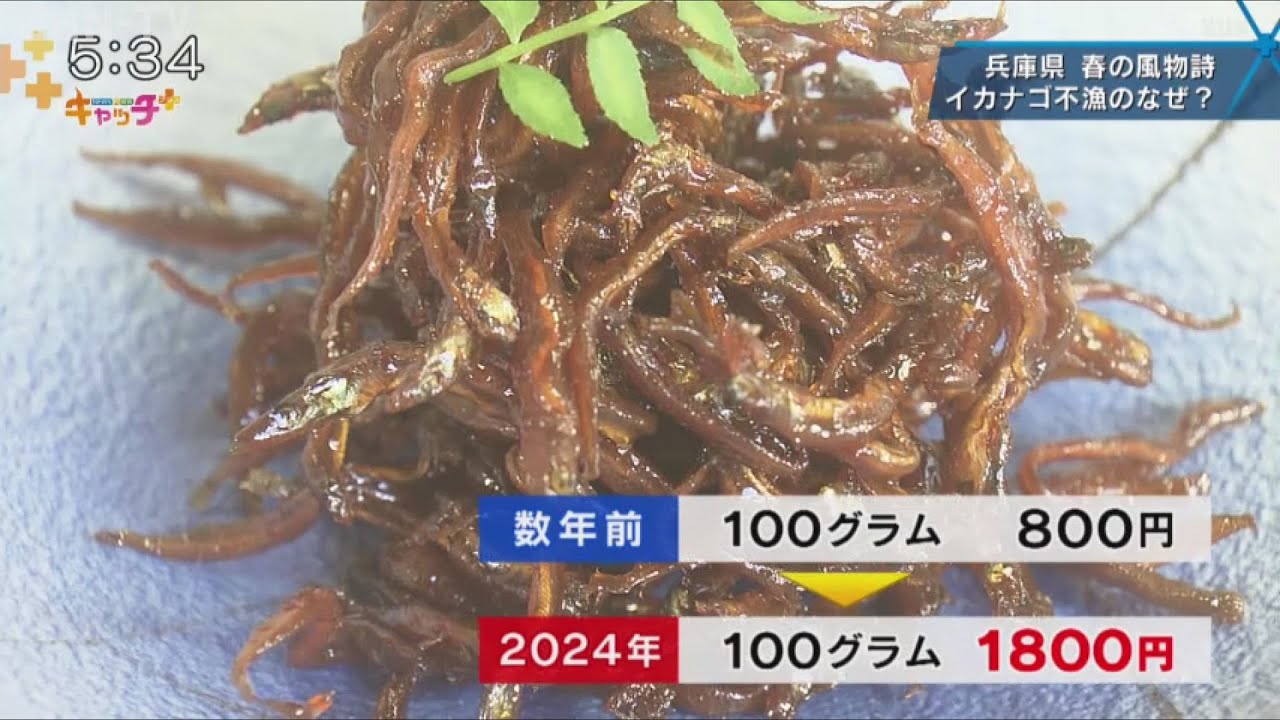 漁網の価格破壊】121650 若き 