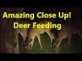 Deer Feeding - Amazing Close Up!