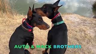 10 m/o Doberman Pinscher 'Mack' Integrity K9 Trainers, Shelly Bayless