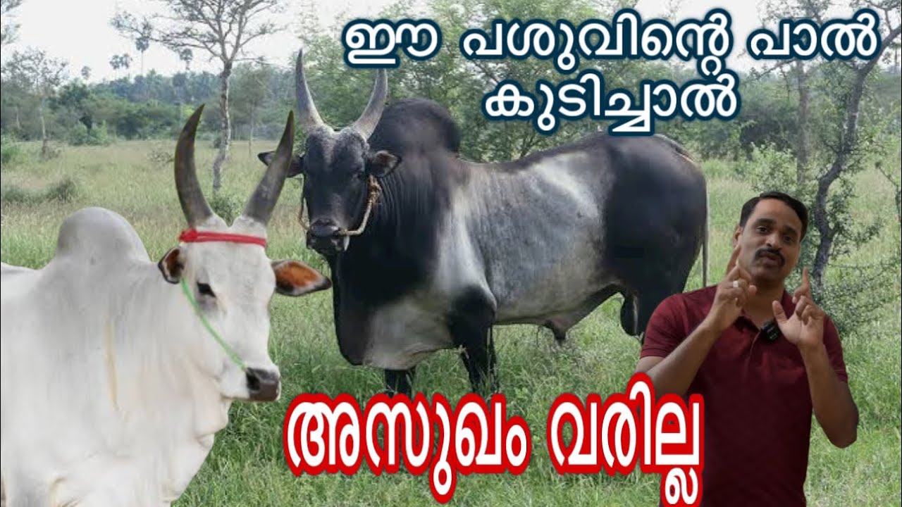 ഈ പശുക്കളെ കണ്ടിട്ടുണ്ടോ ഇതിനെ എങ്ങനെ കറക്കും new cow malayalam