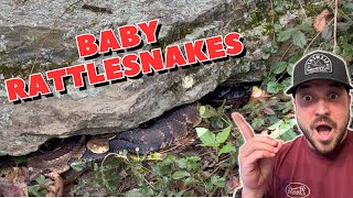 I went searching for BABY RATTLESNAKES.. (and FOUND THEM!)