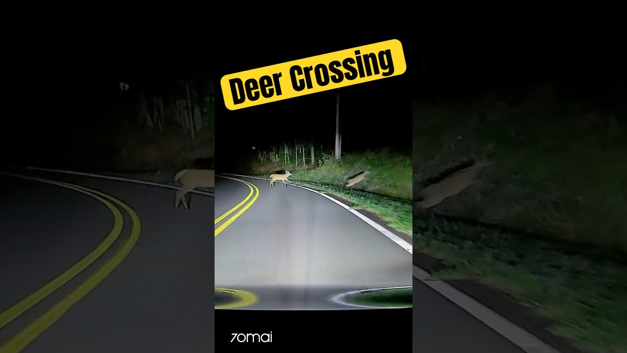 70mai Captures Deer Crossing the Touge