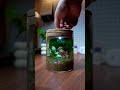 :Mini Fairy Garden Terrarium🌱🍁Terrarium #MiniGarden #FairyGarden#IndoorPlants #DIYDecor #PlantLover