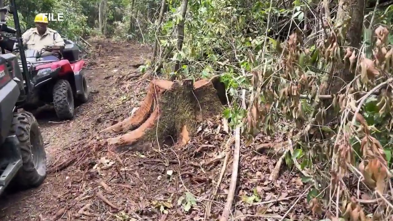 Illegal Extraction Threatens Belize’s Forest Future
