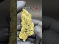 SKUNK JAM CBD Flower - US grown hemp #hempflower #cbd #cbdflower