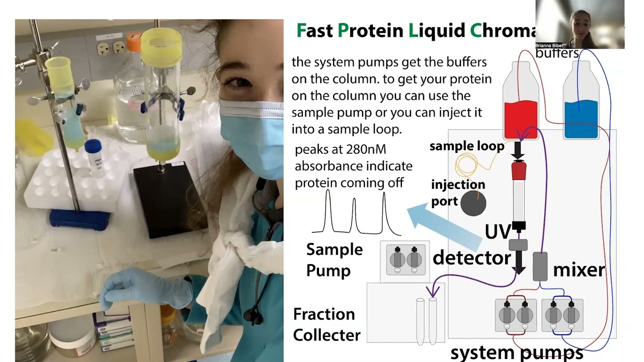Protein chromatography  - an overview of affinity, ion exchange, and size exclusion chromatography