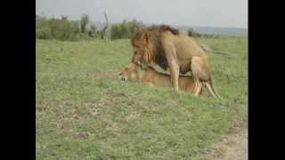 hienas apareandose animales en celo 2 rinocerontes blancos apareandose hienas apareandose animales en celo 2 rinocerontes blancos apareandose