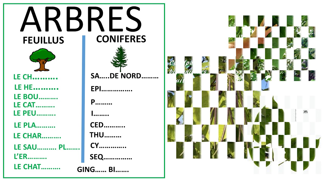 QUIZZ LISTE DES ARBRES ETUDIES - YouTube