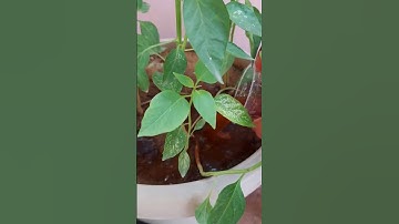 How to use coffee fertilizer for plants