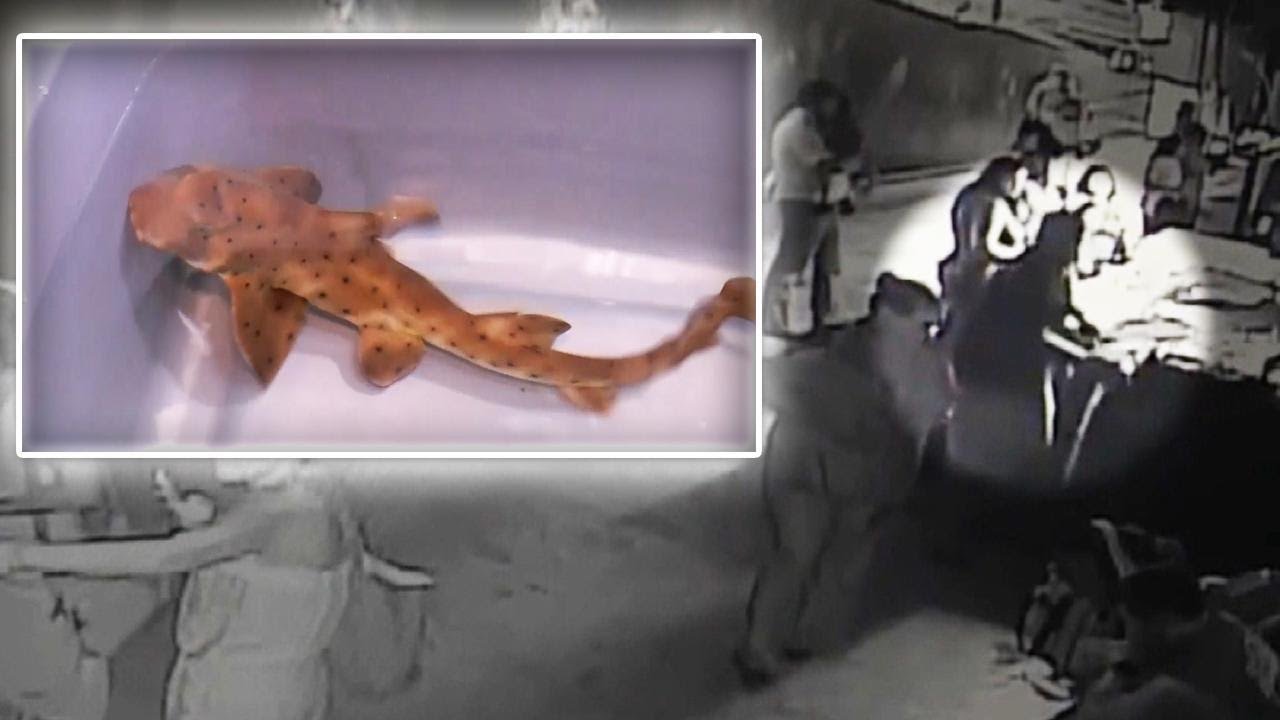 Thieves in Hot Water After Stealing Shark From San Antonio Aquarium