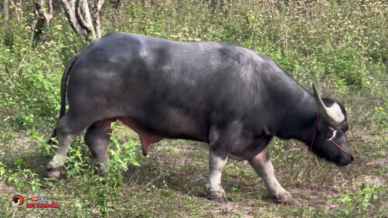 อัพเดทเพชรภูแพง ค่าตัว9ล้าน สังกัดมีเงินฟาร์ม เชียงใหม่