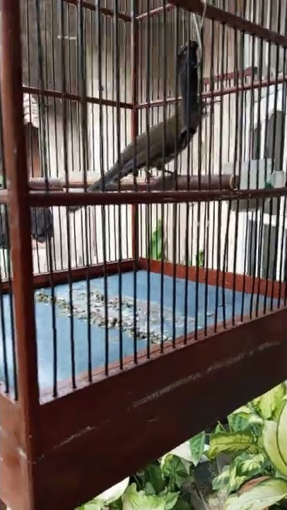 PANCINGAN SIRI SIRI GACOR TEMBAKAN RAPAT