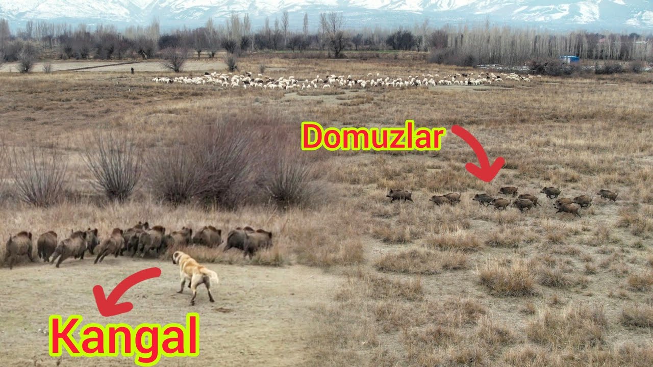 13 TANE DOMUZ KOYUNLARIN NE G RECEKT BOZOK ONLARI GER P SK RTT 13-tane-domuz-koyunlarin-ne-g-recekt-bozok-onlari-ger-p-sk-rtt