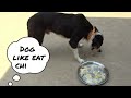 Dog like eat chicken episode 78 by dog food tv
