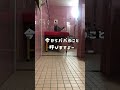 ママって呼ぶ猫はパパも言えるのか?#喋る猫#shorts #ブリティッシュショートヘア