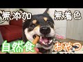 【豆柴】犬用無添加･無着色･自然食おやつ食べてみた！(柴犬) Shiba Inu dogs eating healthy treats