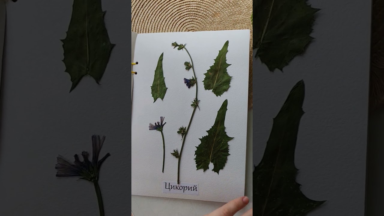 Гербарий, наглядное пособие, обучающий материал 