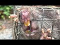 Vlog 34 :Bẩy Chuột Cống Nhum Kinh Hoàng Hàm răng kinh khủng 😬
