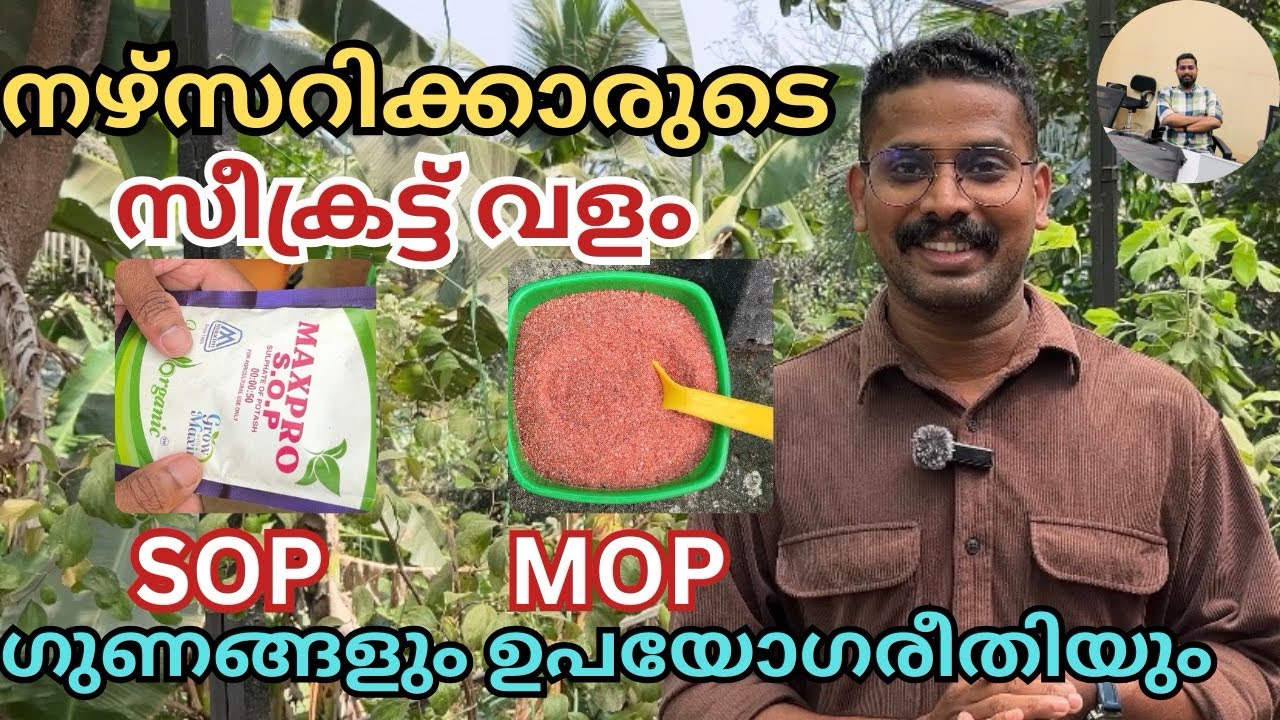 SOP & MOP വളങ്ങൾ ഉപയോഗിച്ചാലുള്ള ഗുണങ്ങളും, ഉപയോഗരീതിയും | water soluble fertilizer use malayalam