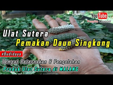 Video: Ngengat Ulat Sutra Berbulu Lucu