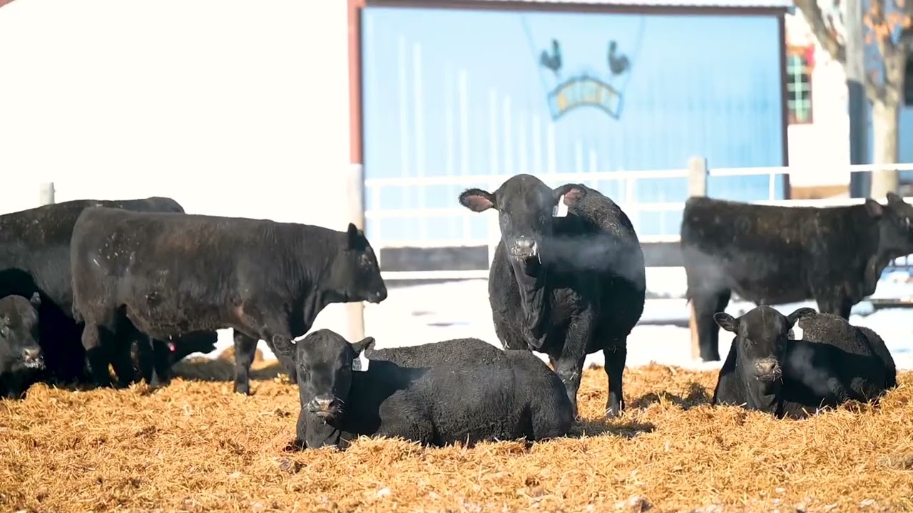 Bruner Angus Ranch - Around the Ranch