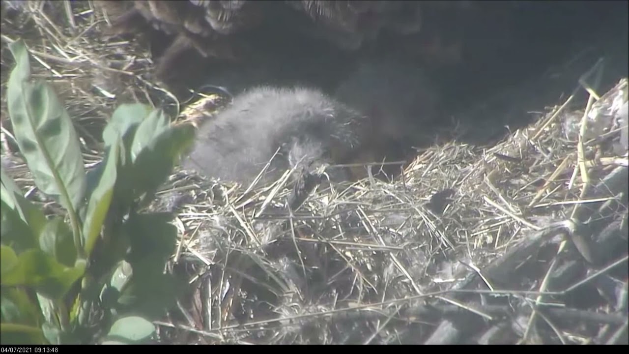 Newly Hatched Bald Eagle Chick at Two Harbors Nest on 4/7/21 - YouTube