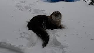 Uno Otter's Snowy Snack Part II